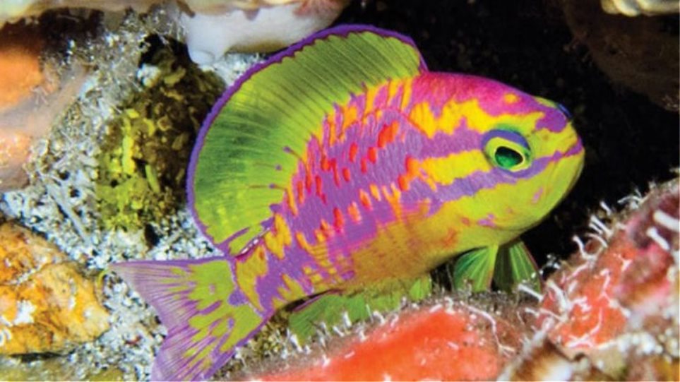 Οι επιστήμονες ανακάλυψαν ένα νέο πολύχρωμο ψάρι - Φωτογραφία 1