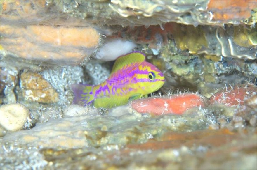 Οι επιστήμονες ανακάλυψαν ένα νέο πολύχρωμο ψάρι - Φωτογραφία 2