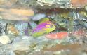 Οι επιστήμονες ανακάλυψαν ένα νέο πολύχρωμο ψάρι - Φωτογραφία 2