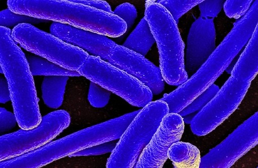 Επικίνδυνα βακτήρια πέφτουν σε «χειμερία νάρκη» για να ξεφύγουν από τα αντιβιοτικά - Φωτογραφία 1