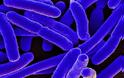 Επικίνδυνα βακτήρια πέφτουν σε «χειμερία νάρκη» για να ξεφύγουν από τα αντιβιοτικά
