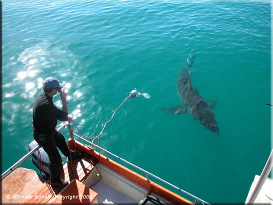 Φιλία μεταξύ ανθρώπου και καρχαρία [photos] - Φωτογραφία 3