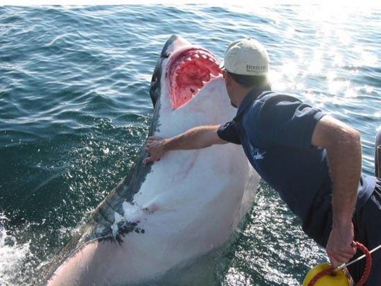 Φιλία μεταξύ ανθρώπου και καρχαρία [photos] - Φωτογραφία 4