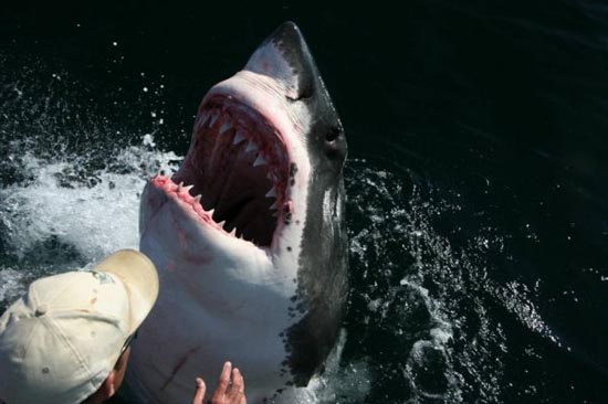 Φιλία μεταξύ ανθρώπου και καρχαρία [photos] - Φωτογραφία 6