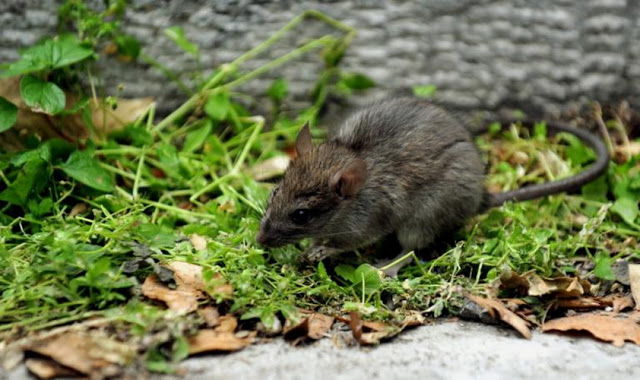 Ηπατίτιδα Ε: Παγκόσμιος συναγερμός σήμανε μετά τη μόλυνση ενός άνδρα από ποντίκια - Φωτογραφία 1