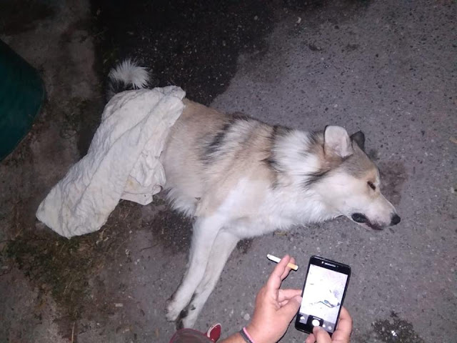 Δηλητηρίασαν με φόλες δύο σκυλιά στον ΑΣΤΑΚΟ | ΦΩΤΟ - Φωτογραφία 1