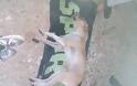 Δηλητηρίασαν με φόλες δύο σκυλιά στον ΑΣΤΑΚΟ | ΦΩΤΟ - Φωτογραφία 2