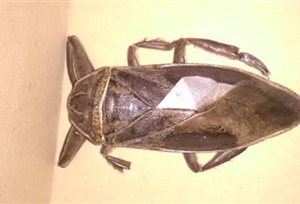 Σαρκοφάγο έντομο γίγας προκάλεσε... αναταραχή στο Δημαρχείο της Λαμίας! - Φωτογραφία 1
