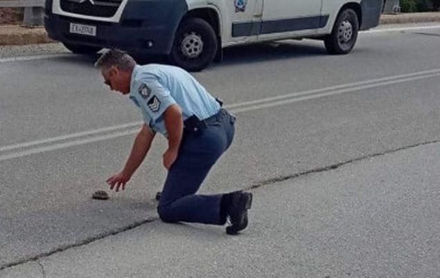 Aστυνομικός βοηθάει χελωνάκι να περάσει τον δρόμο (ΦΩΤΟ) - Φωτογραφία 1