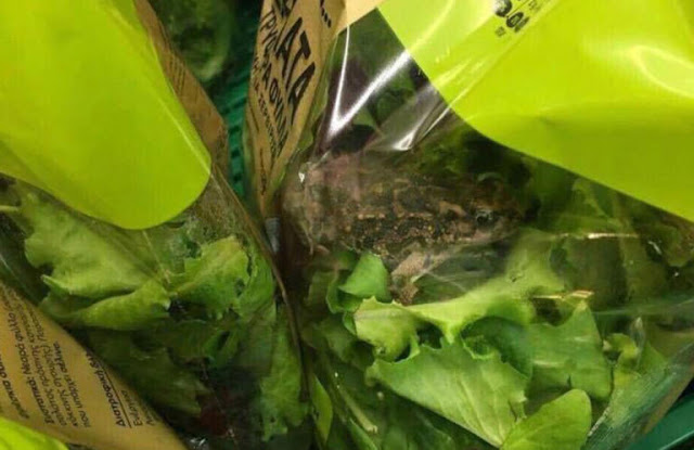 Η αλήθεια για τον βάτραχο που βρέθηκε σε σαλάτα των σούπερ μάρκετ ΑΒ Βασιλόπουλος - Φωτογραφία 1