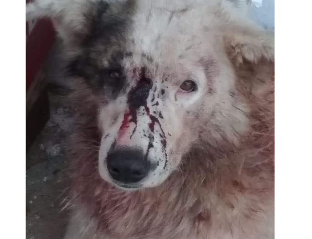 ΦΡΙΚΗ: Σκύλος βρέθηκε τραυματισμένος και χτυπημένος στο κεφάλι στην ΚΟΜΠΩΤΗ Ξηρομέρου | Έκκληση της Φιλοζωικής Οργάνωσης Αγρινίου για μαρτυρίες κατοίκων του χωριού! - Φωτογραφία 1