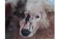 ΦΡΙΚΗ: Σκύλος βρέθηκε τραυματισμένος και χτυπημένος στο κεφάλι στην ΚΟΜΠΩΤΗ Ξηρομέρου | Έκκληση της Φιλοζωικής Οργάνωσης Αγρινίου για μαρτυρίες κατοίκων του χωριού!