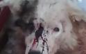 ΦΡΙΚΗ: Σκύλος βρέθηκε τραυματισμένος και χτυπημένος στο κεφάλι στην ΚΟΜΠΩΤΗ Ξηρομέρου | Έκκληση της Φιλοζωικής Οργάνωσης Αγρινίου για μαρτυρίες κατοίκων του χωριού! - Φωτογραφία 2