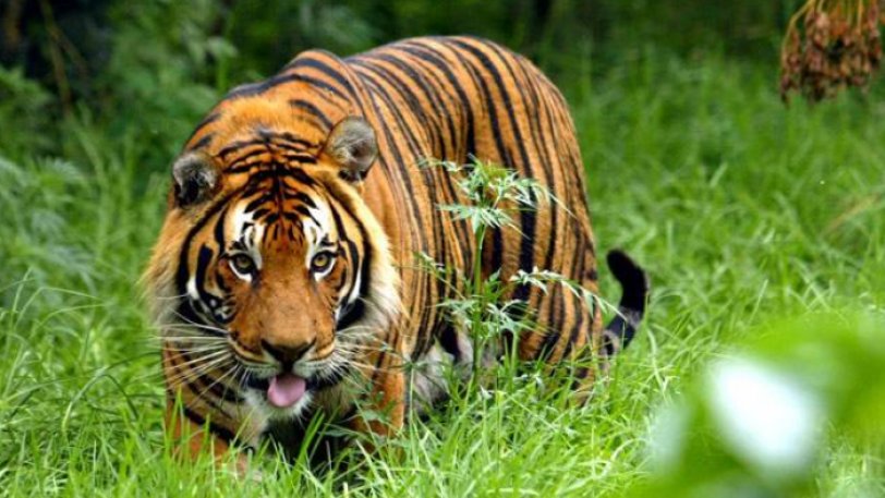 Τρόμος στην Ινδία με ανθρωποφάγο τίγρη: Προσπαθούν να την αιχμαλωτίσουν με δόλωμα... αντρική κολόνια - Φωτογραφία 1