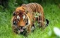Τρόμος στην Ινδία με ανθρωποφάγο τίγρη: Προσπαθούν να την αιχμαλωτίσουν με δόλωμα... αντρική κολόνια