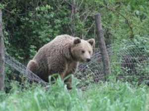 Νέο τροχαίο με αρκούδα στον άξονα Σιάτιστα-Κρυσταλλοπηγή - Φωτογραφία 1