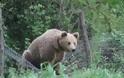 Νέο τροχαίο με αρκούδα στον άξονα Σιάτιστα-Κρυσταλλοπηγή