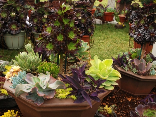 Αστρολογικό Φενγκ Σούι - Φροντίστε τα φυτά και τον κήπο σας με πυξίδα τα άστρα - Φωτογραφία 1