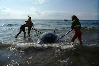 Ιόνιο: στρατιωτικά σόναρ απειλούν τις φάλαινες – Επιστολή στο Υπ. Εθνικής Άμυνας - Φωτογραφία 1