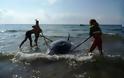 Ιόνιο: στρατιωτικά σόναρ απειλούν τις φάλαινες – Επιστολή στο Υπ. Εθνικής Άμυνας