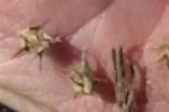 Τι σχέση έχει το τριβόλι με το viagra; Κι όμως..