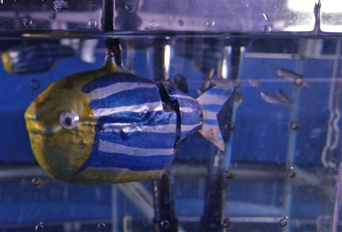 Ψάρια προτιμούν τα ρομπότ από τη μοναξιά - Φωτογραφία 1