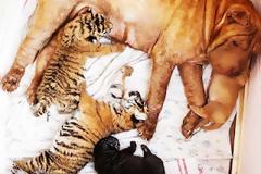 Σκυλίτσα υιοθετεί μικρά τιγράκια!