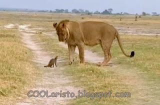 Μικρό μαγκούστα δίνει μάχη επιβίωσης μ' ένα λιοντάρι! (video) - Φωτογραφία 1