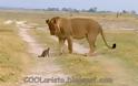 Μικρό μαγκούστα δίνει μάχη επιβίωσης μ' ένα λιοντάρι! (video)