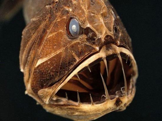 ΔΕΙΤΕ: Τα πιο άσχημα και τρομακτικά ψάρια - Φωτογραφία 10