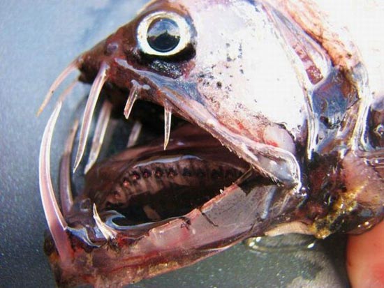 ΔΕΙΤΕ: Τα πιο άσχημα και τρομακτικά ψάρια - Φωτογραφία 11