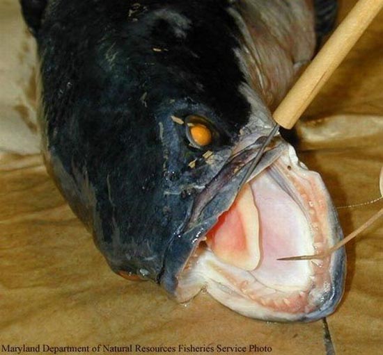 ΔΕΙΤΕ: Τα πιο άσχημα και τρομακτικά ψάρια - Φωτογραφία 12