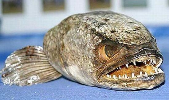 ΔΕΙΤΕ: Τα πιο άσχημα και τρομακτικά ψάρια - Φωτογραφία 13