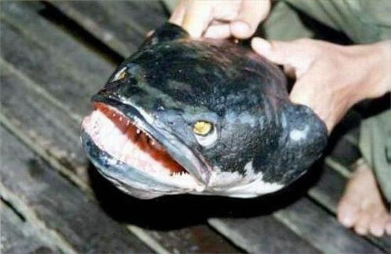ΔΕΙΤΕ: Τα πιο άσχημα και τρομακτικά ψάρια - Φωτογραφία 14