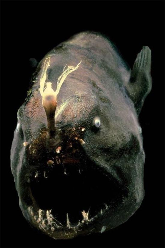 ΔΕΙΤΕ: Τα πιο άσχημα και τρομακτικά ψάρια - Φωτογραφία 19