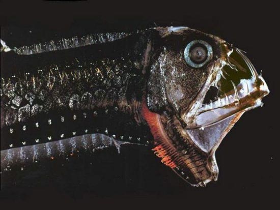ΔΕΙΤΕ: Τα πιο άσχημα και τρομακτικά ψάρια - Φωτογραφία 21