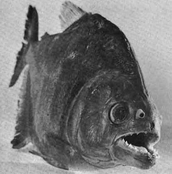 ΔΕΙΤΕ: Τα πιο άσχημα και τρομακτικά ψάρια - Φωτογραφία 3