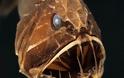 ΔΕΙΤΕ: Τα πιο άσχημα και τρομακτικά ψάρια - Φωτογραφία 10