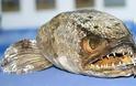 ΔΕΙΤΕ: Τα πιο άσχημα και τρομακτικά ψάρια - Φωτογραφία 13