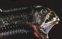 ΔΕΙΤΕ: Τα πιο άσχημα και τρομακτικά ψάρια - Φωτογραφία 21