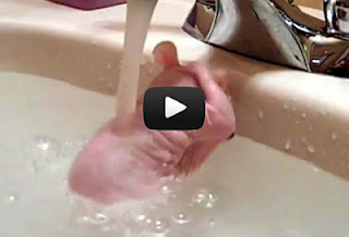 Άτριχος αρουραίος παίρνει το μπάνιο του (Video) - Φωτογραφία 1