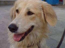 Βεράντα για σκύλο σε χωριό της Ολυμπίας! - Φωτογραφία 1