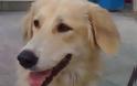 Βεράντα για σκύλο σε χωριό της Ολυμπίας! - Φωτογραφία 1
