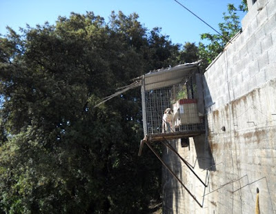 Βεράντα για σκύλο σε χωριό της Ολυμπίας! - Φωτογραφία 2