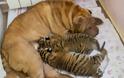 Τιγράκια Σιβηρίας θηλάζουν από σκυλίτσα! - Φωτογραφία 1
