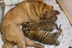 Τιγράκια Σιβηρίας θηλάζουν από σκυλίτσα!