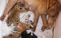 Τιγράκια Σιβηρίας θηλάζουν από σκυλίτσα! - Φωτογραφία 3
