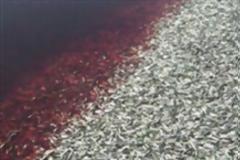 Σκηνές Αποκάλυψης: 200 τόνοι νεκρών ψαριών ξεβράστηκαν στη στεριά (!)