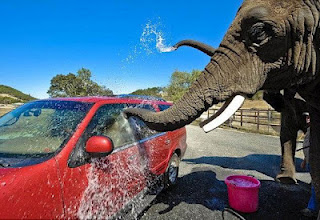 Πλυντήριο αυτοκινήτων με την υπογραφή ενός… ελέφαντα! (Video) - Φωτογραφία 1