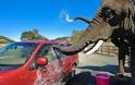 Πλυντήριο αυτοκινήτων με την υπογραφή ενός… ελέφαντα! (Video)